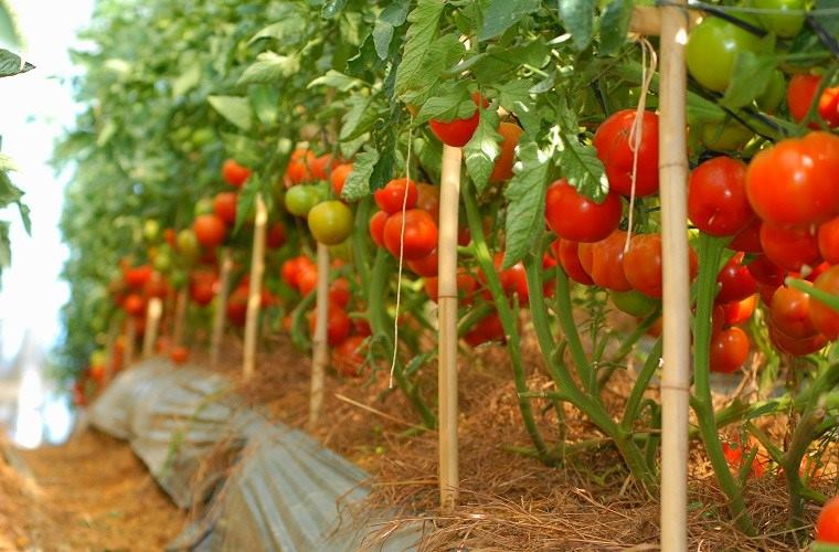 rau sạch hữu cơ không hóa chất nông trại rau sạch, rau hữu cơ không hóa chất, thực phẩm an toàn không biến đổi gen, rau cười việt nhật, ăn sạch sống khỏe