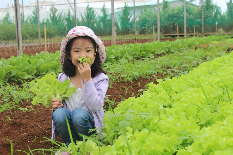 rau sạch hữu cơ không hóa chất nông trại rau sạch, rau hữu cơ không hóa chất, thực phẩm an toàn không biến đổi gen, rau cười việt nhật, ăn sạch sống khỏe