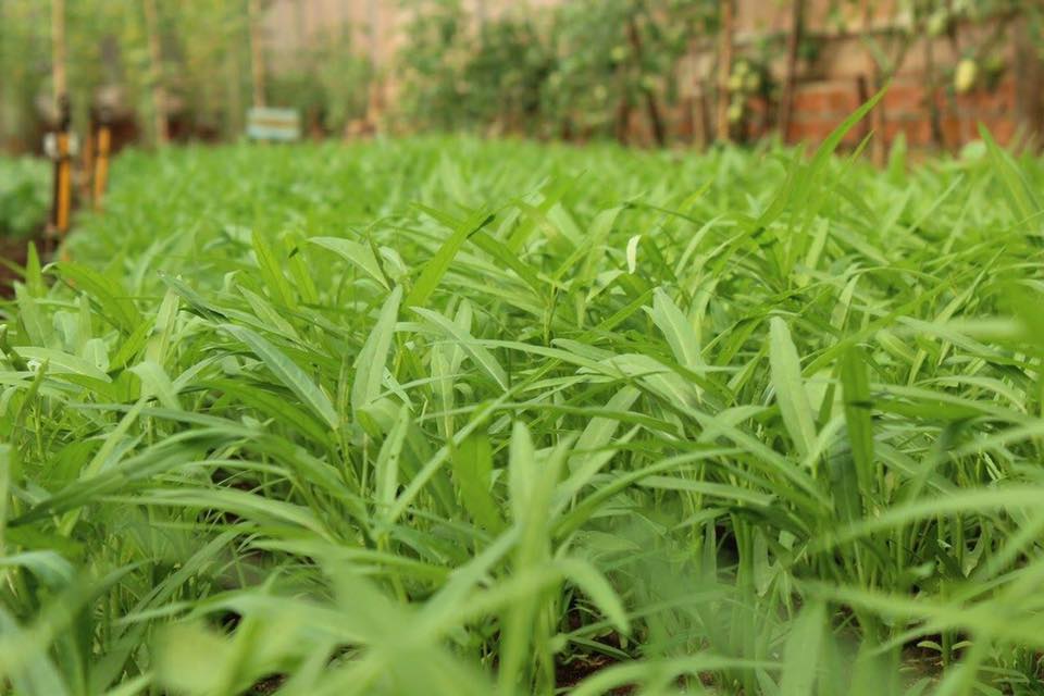 rau sạch hữu cơ không hóa chất nông trại rau sạch, rau hữu cơ không hóa chất, thực phẩm an toàn không biến đổi gen, rau cười việt nhật, ăn sạch sống khỏe
