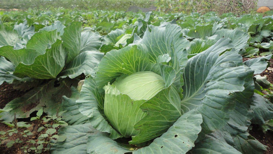 rau sạch hữu cơ không hóa chất nông trại rau sạch, rau hữu cơ không hóa chất, thực phẩm an toàn không biến đổi gen, rau cười việt nhật, ăn sạch sống khỏe