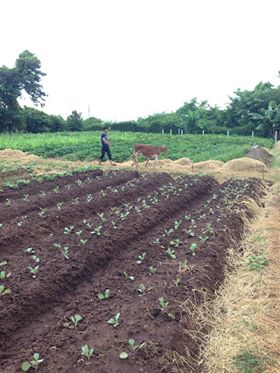 rau sạch hữu cơ không hóa chất nông trại rau sạch, rau hữu cơ không hóa chất, thực phẩm an toàn không biến đổi gen, rau cười việt nhật, ăn sạch sống khỏe