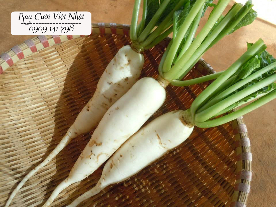 cửa hàng rau củ hữu cơ Nhật Bản cửa hàng rau củ hữu cơ Nhật Bản