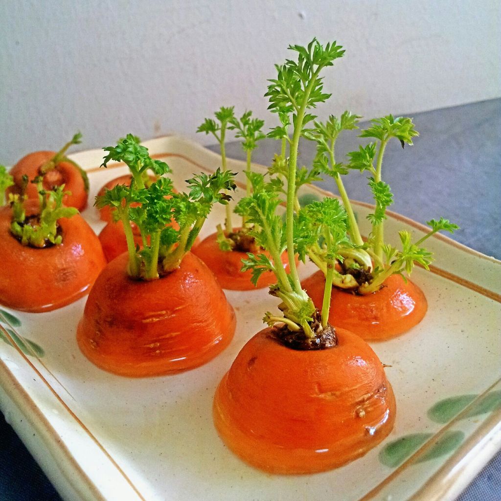 mẹo trồng cà rốt nảy mầm mẹo trồng cà rốt nảy mầm