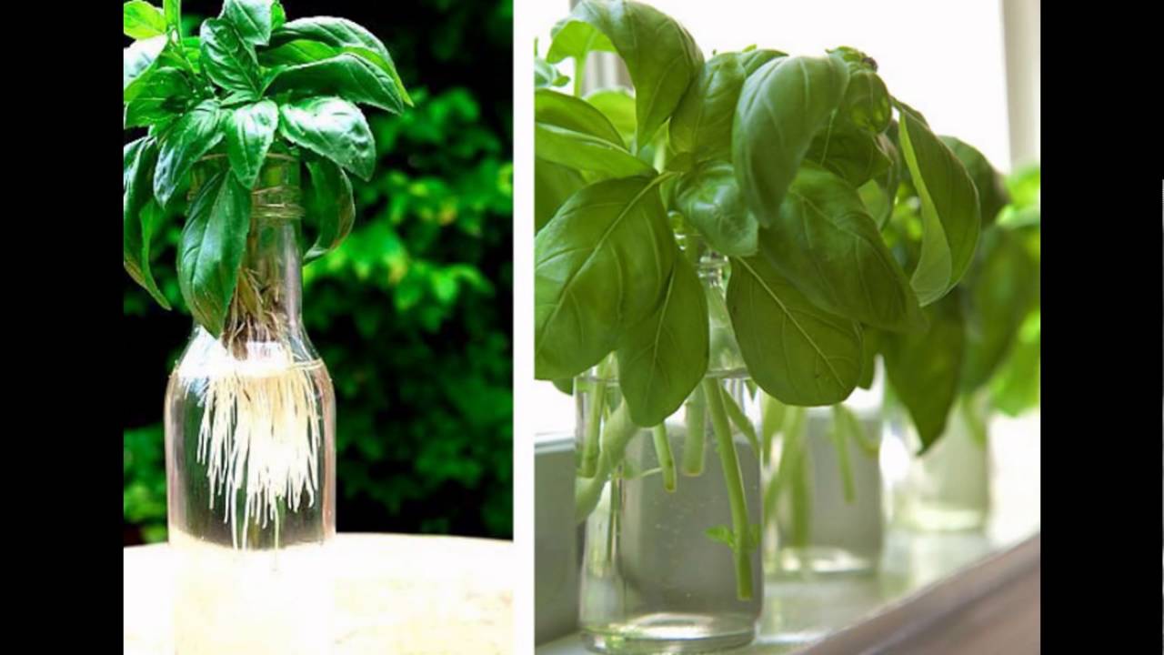 mẹo trồng húng quế nảy mầm mẹo trồng húng quế nảy mầm