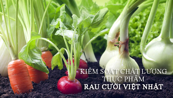 cửa hàng rau củ hữu cơ không hóa chất cửa hàng rau củ hữu cơ không hóa chất